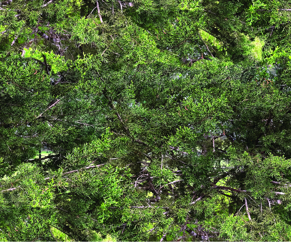 Cedar Camo
