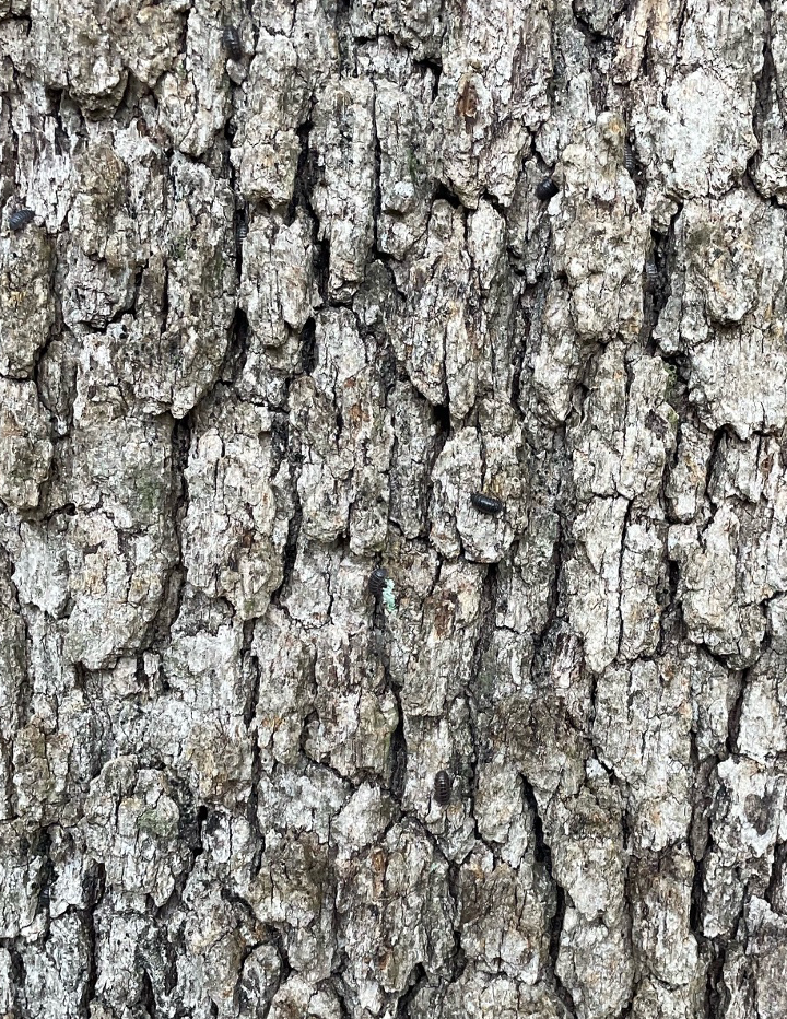 Oak Bark