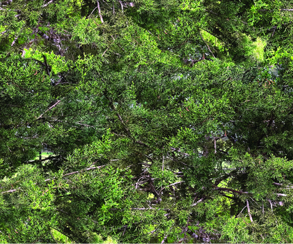 Cedar Camo
